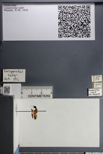 Media type: image;   Entomology 576321